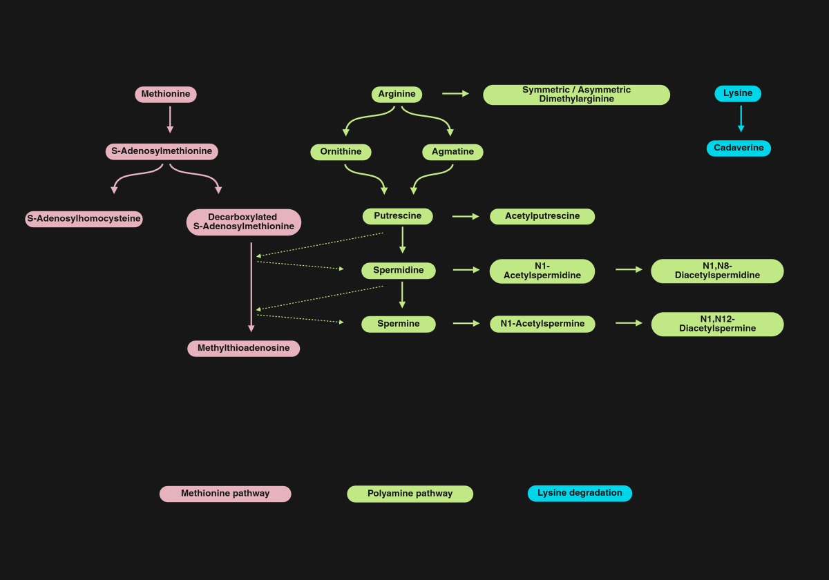 polyamine pathway