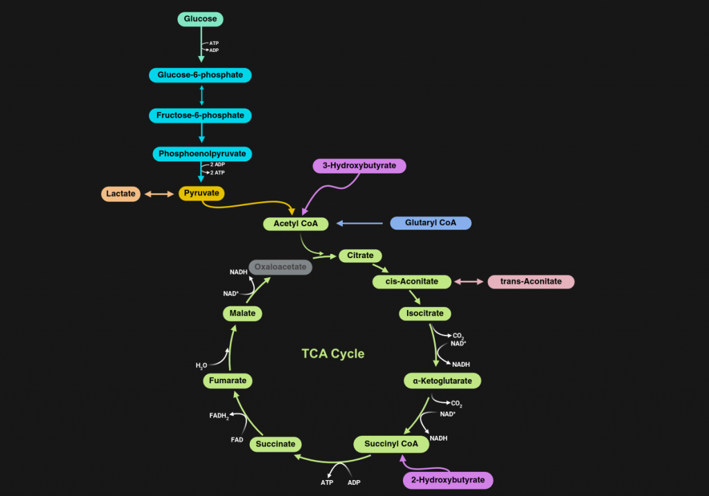 tca pathway