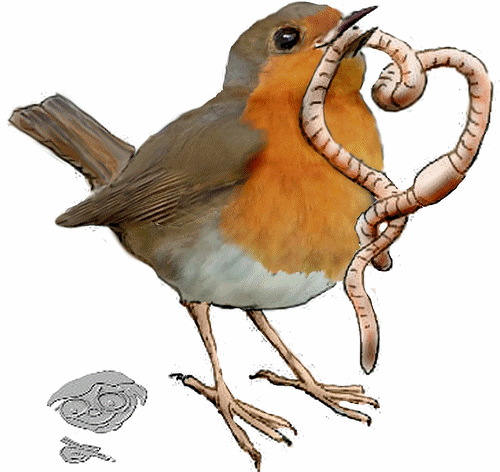 robin with worm