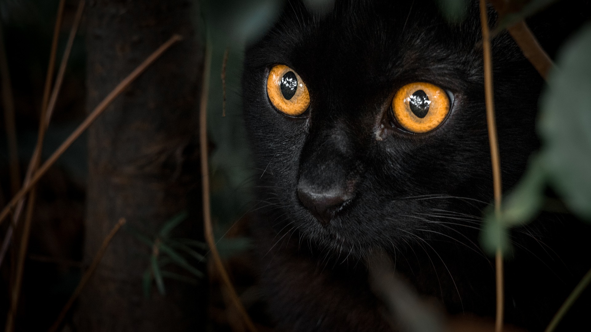 An image of a black cat