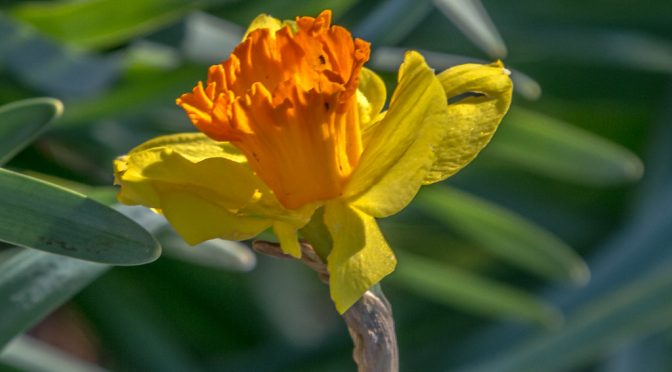 Picture of a daffodil