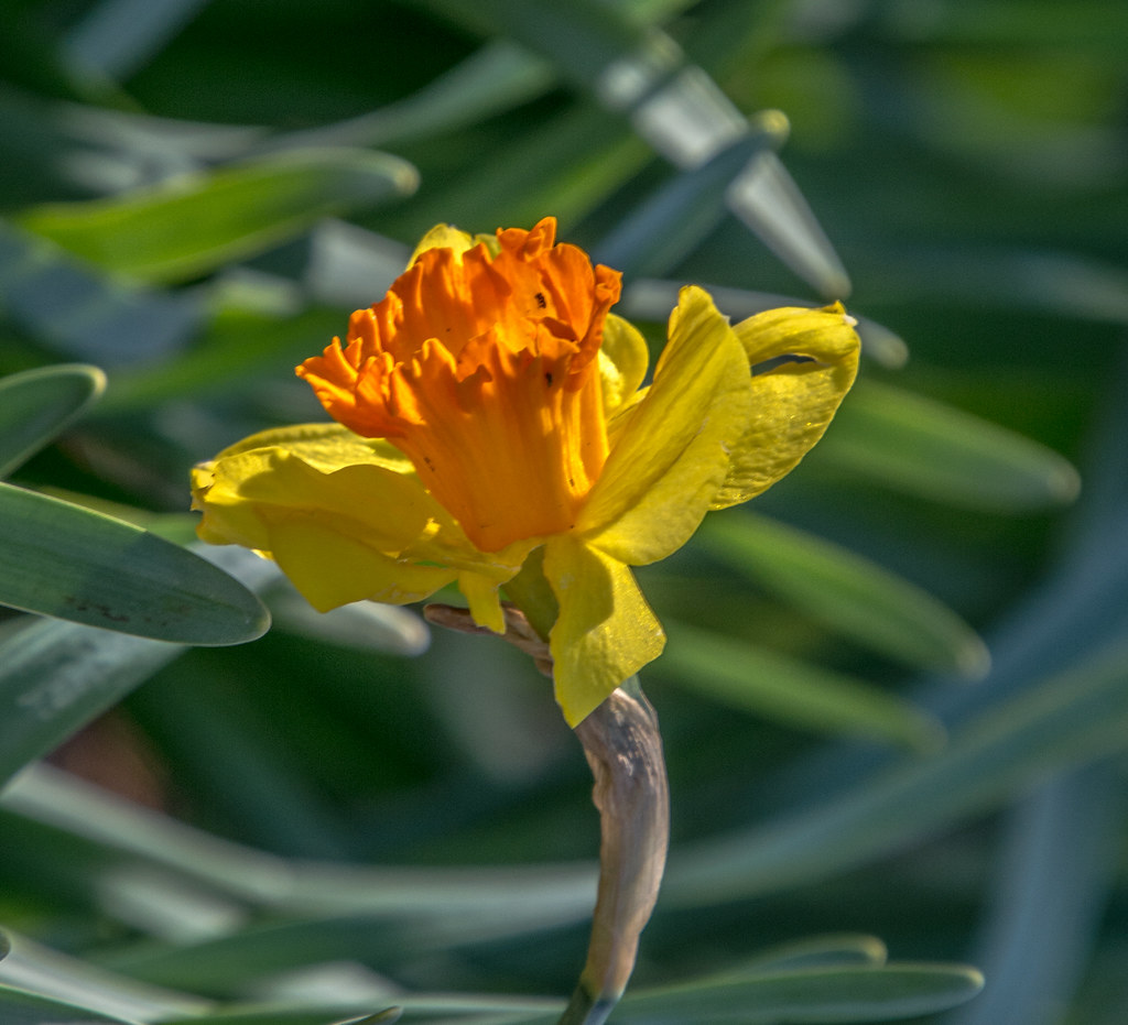 Picture of a daffodil