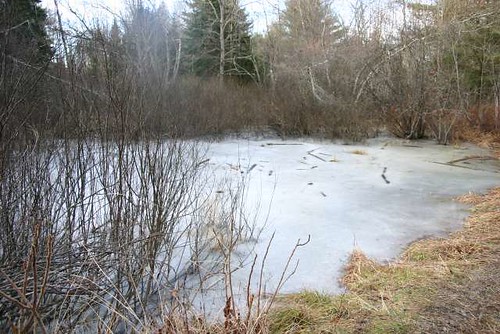 There is a Frozen Pond in the middle of the picture with trees all around it.