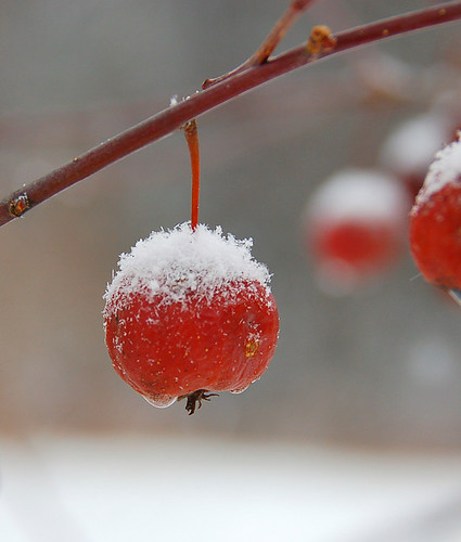 a red crabapple hanging on a branch