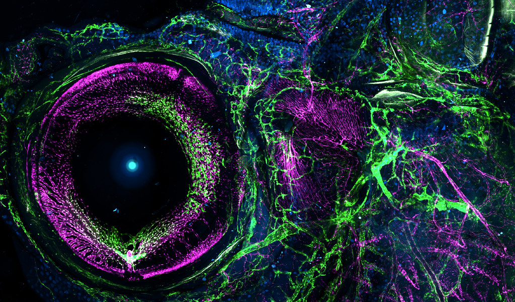 Zebrafish Blood and Lymphatic Vessels in Blue, Purple, Black, and Green. Galaxy-like image.