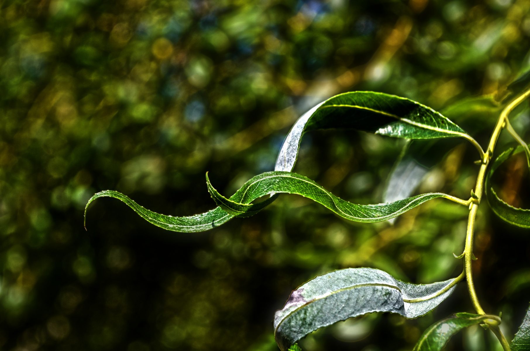 https://pixabay.com/photos/nature-tree-willow-leaves-922625/