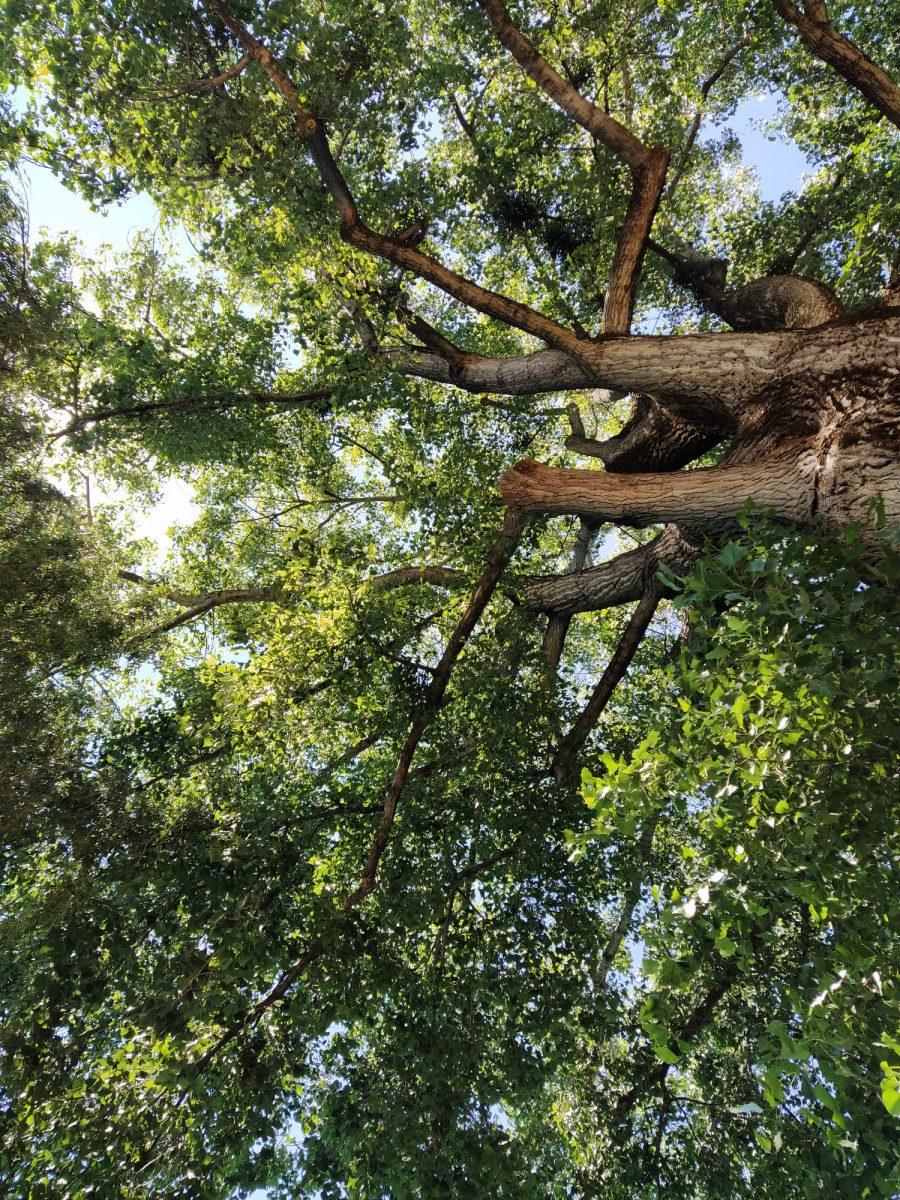 Picture used to illustrate the feeling conveyed by the description of the quiet and calm forest before the apparition of the deer in the story.