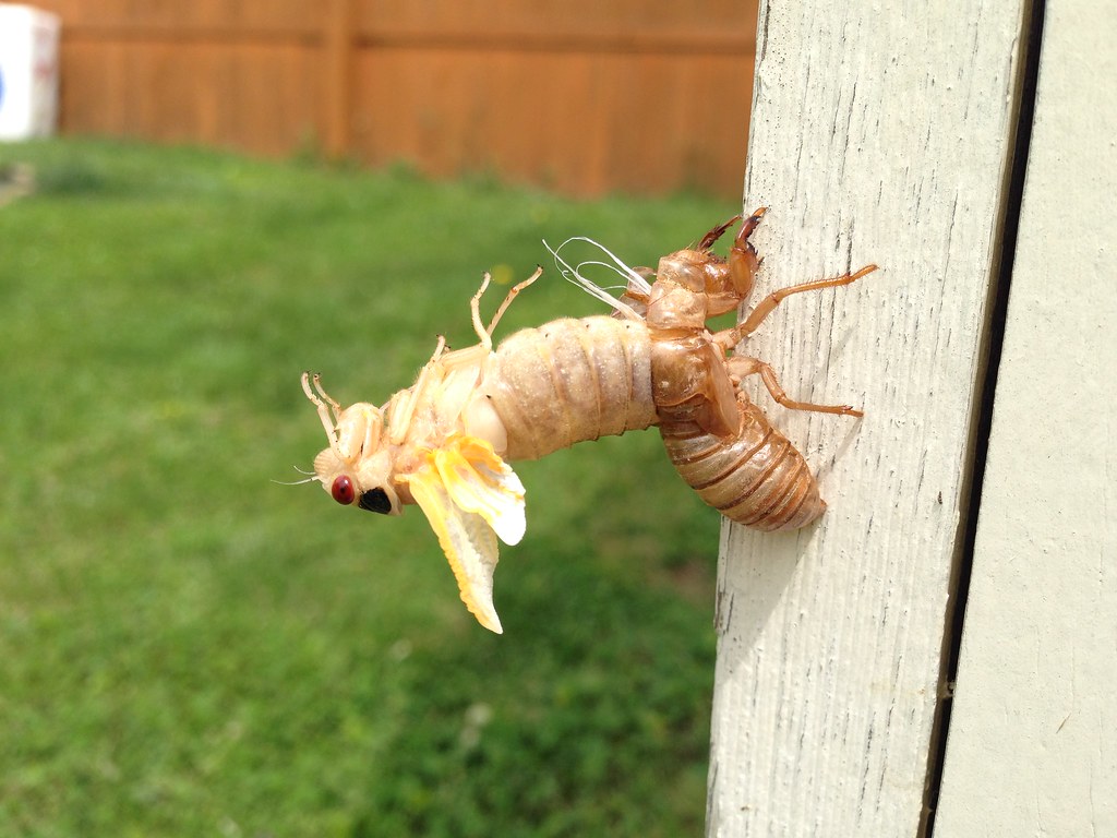 arthropod molting