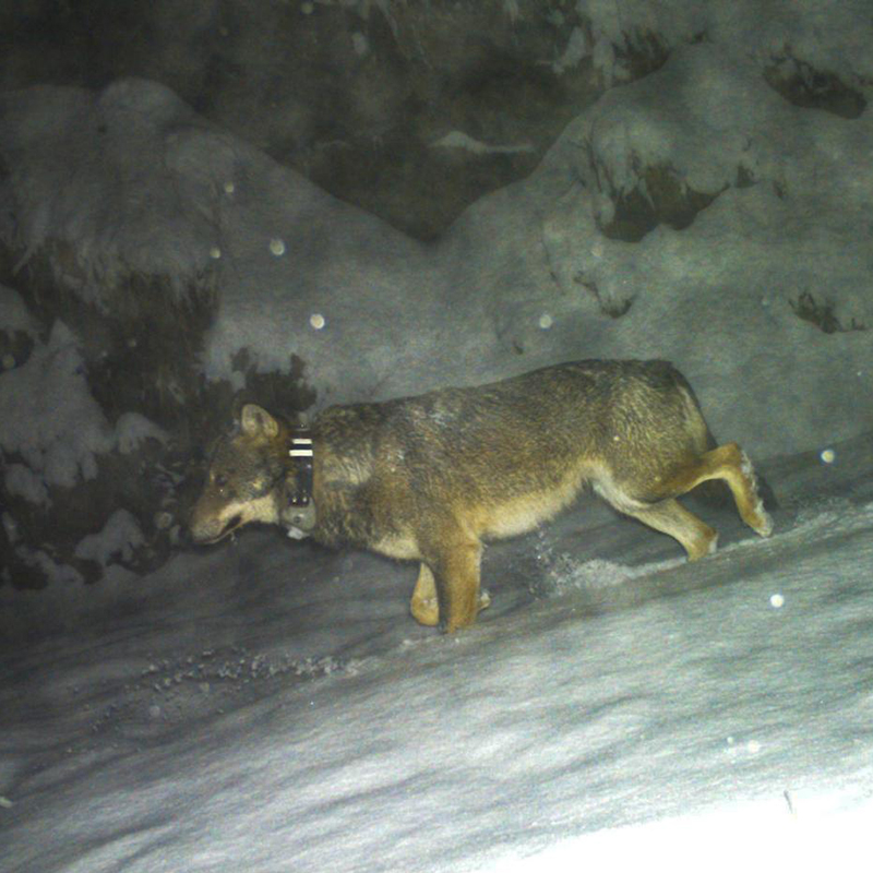 fbm loup