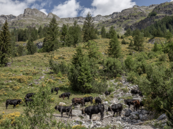 Bisse-9