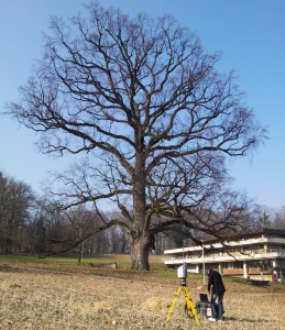Oak tree, Napoleome