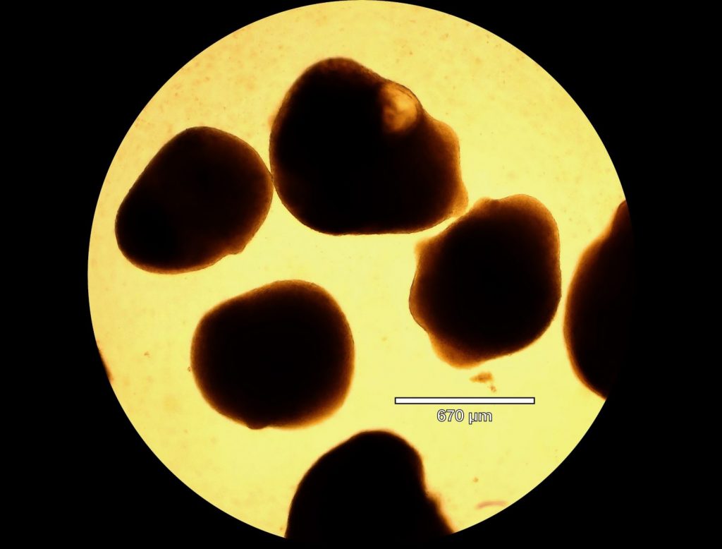 sco 1 0001 annotated 1 jpg oafs