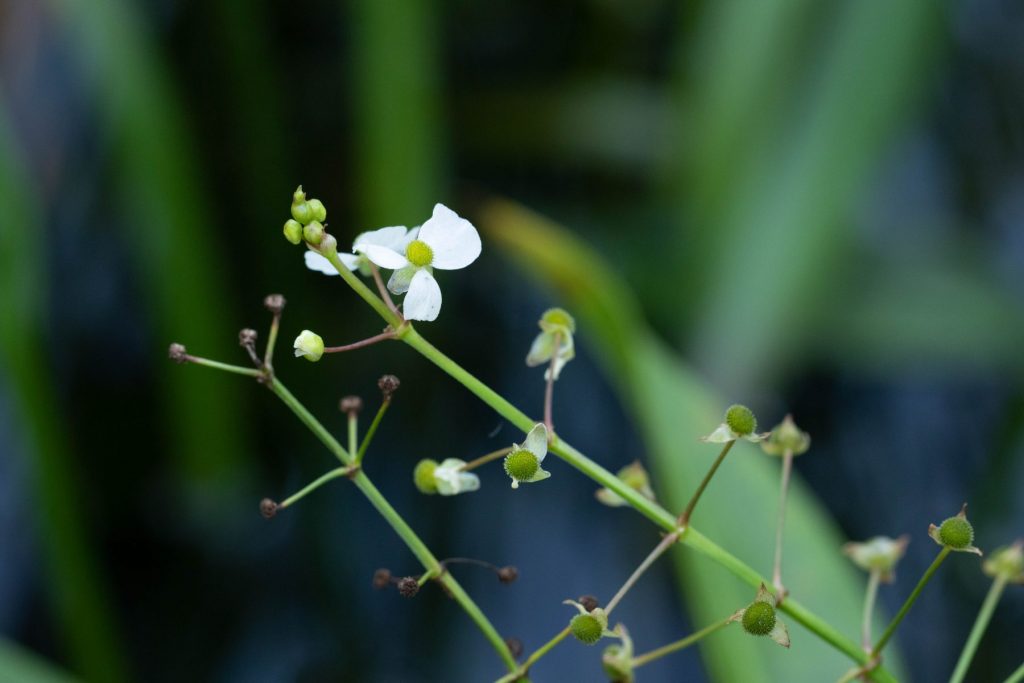 alisma plantago aquatica cl6a6255 bonzon
