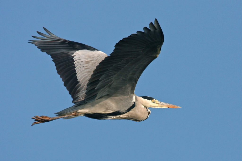 heron cendré l.vallotton