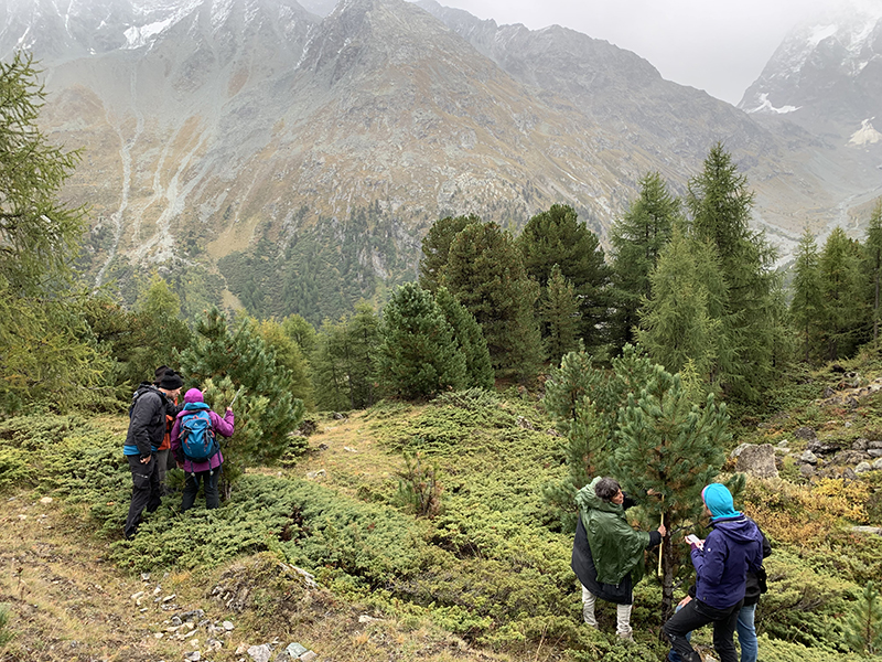 Un exemple de science participative : mesure d’aroles à Arolla. © Lucienne Roh / Jardin botanique Flore-Alpe