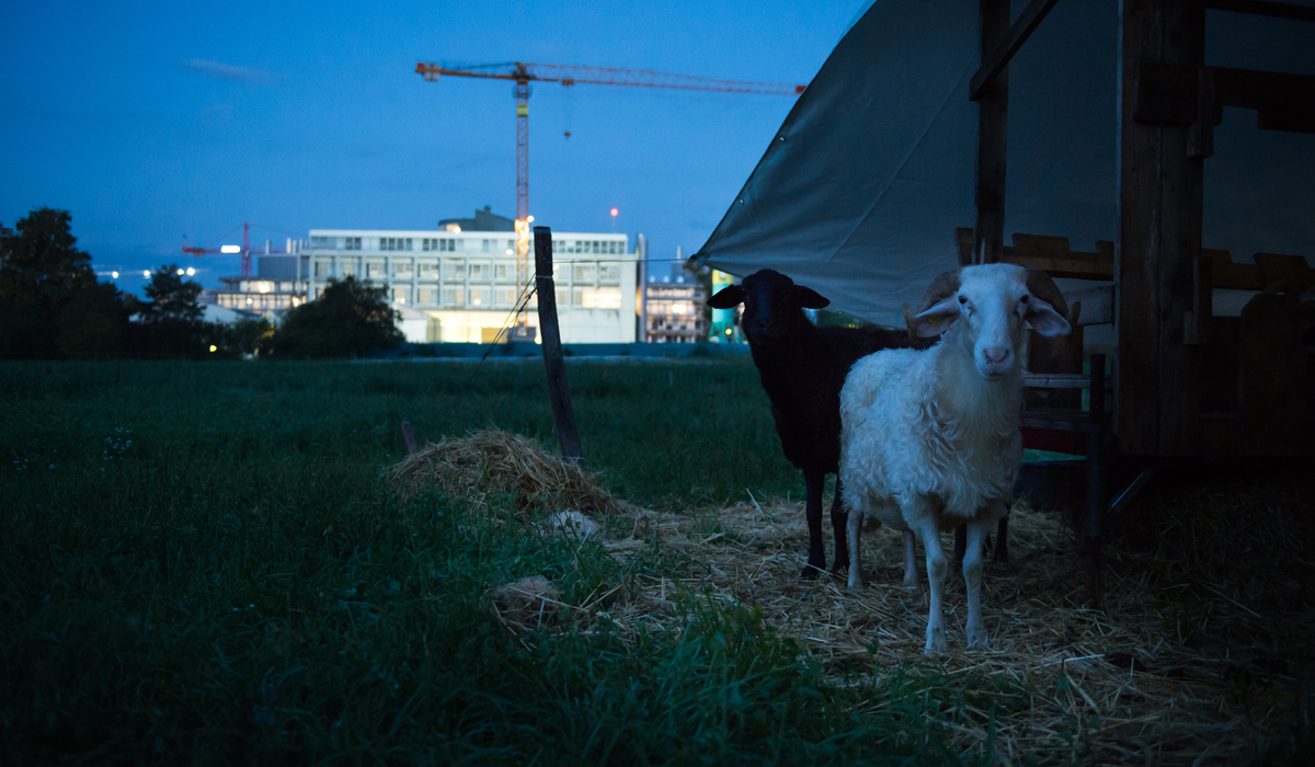 Alors que le campus se réveille, la traite de brebis commence. © Félix Imhof / UNIL