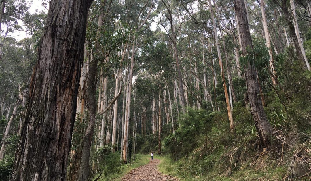 Forêt d'eucalyptus