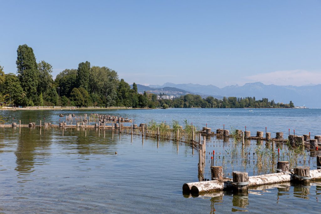 Rive lacustre renaturée sur le site de Dorigny