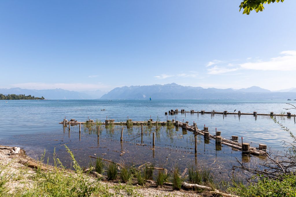 Rive lacustre renaturée sur le site de Dorigny et vue sur les Alpes