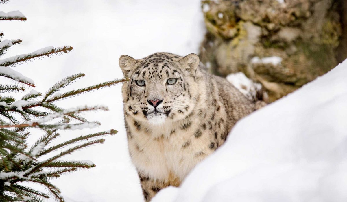 snow leopard 1200x700 e1774429172833 (1)