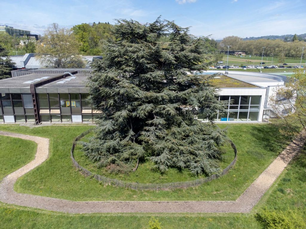 arbre monumental aux sports