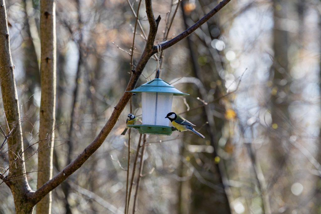 mésanges dans la forêt de dorigny